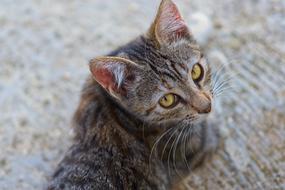 Cat Pet Look