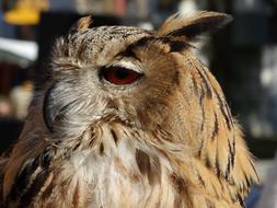 Owl Brown Animal