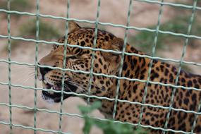 Leopard Animal macro blur