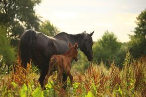 Horse Mare Foal on pasture