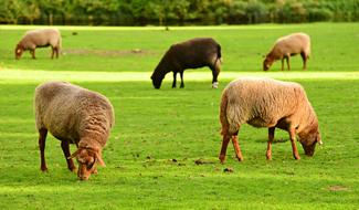 fluffy sheep on the grass