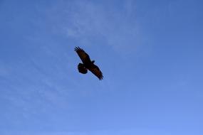 Blackbird Bird Black