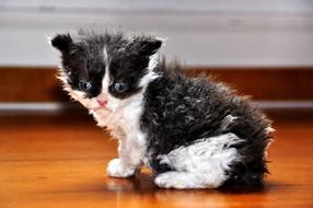 Cat Kitten Animal