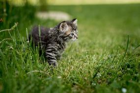 Kitten on grass in Summer