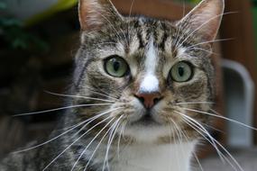 Cat Whiskers Pet Domestic