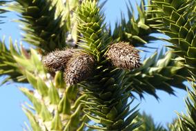pine cones on a tree against the sky