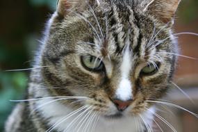 Cat Pet Cat'S Eyes