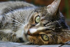 Cat Cat'S Eyes Whiskers