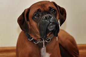 Boxer Dog Animal