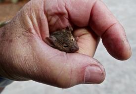 Anticinus Mouse Rodent