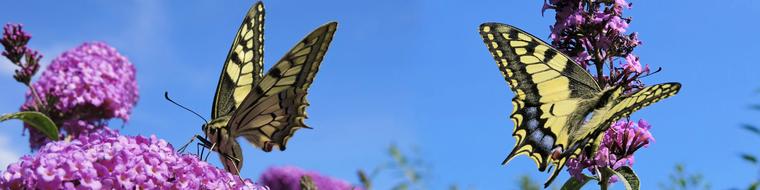 Dovetail Insect Nature