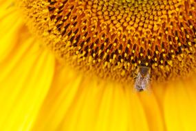 Sunflower Yellow Seeds