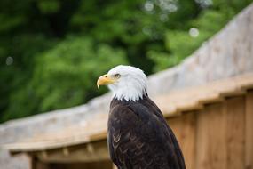 Bald Eagles Adler Raptor macro