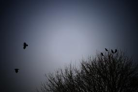 Moon Sky Bird