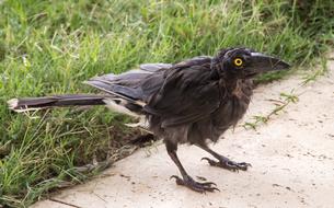 Pied Currawong Young Strepera