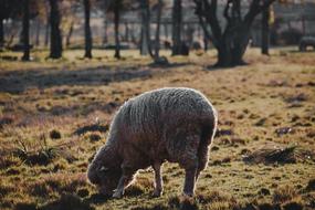 Sheep Animals Hermo