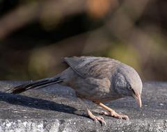 gray bird looks down