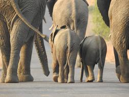 Animal Wild Nature