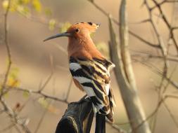 Wild beautiful bird
