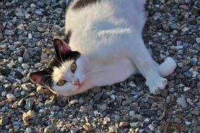 Cat White Animals