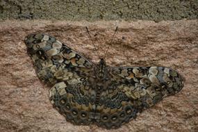 Moth Mariposa Butterflies