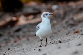Birds Bird Animal