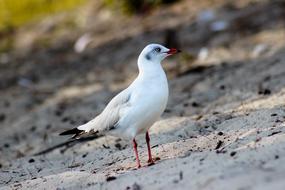 seagull Bird Animal on shore