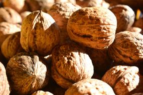 harvest of tasty nuts