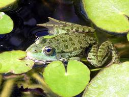 the green toad in the pond