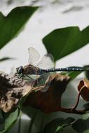 dragonfly Wazka Insect in nature