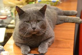 Cat Domestic Pet