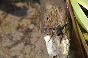 A Water Spider Bagnik
