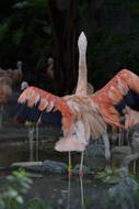 Flamingo Pink Zoo