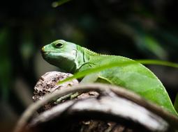 Lizard Zoo