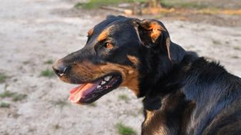 Dog Beauceron Portrait
