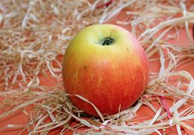 ripe colored apple