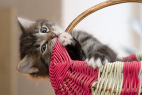Kitten Little Cat