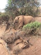 Kenya Animal Africa