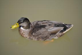 Animal Duck Nature