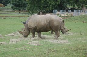Rhino Rhinoceros Animal
