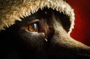 dog eye is large