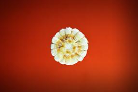 fresh vegetable white on a red background