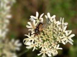 Fly Insect Compound Eyes