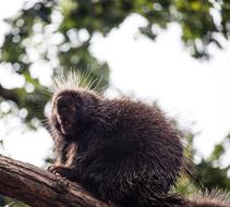 Porcupines Mammal Animal