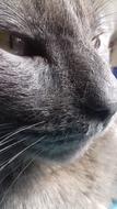 Cat Labor
