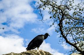 Vulture Bird