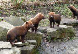 bush dog at the zoo