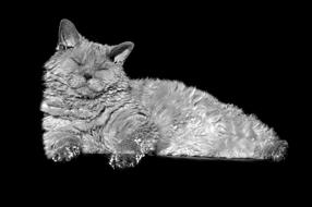 Cat Animal Selkirk Rex Sheep