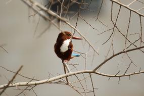 Bird Kingfisher Branches White