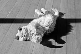Cat Animal Ground
